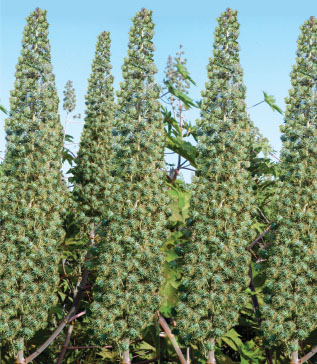 Field Crops