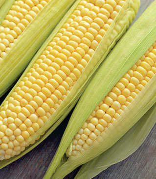 Field Crops