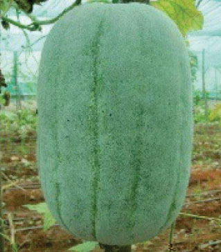 Ashgourd