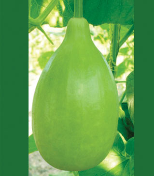 bottlegourd