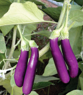 Brinjals