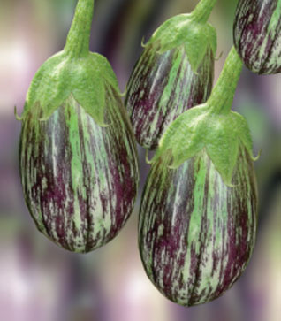 Brinjals
