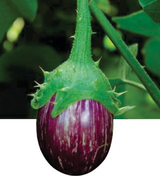 Brinjals