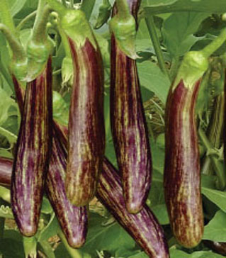 Brinjals