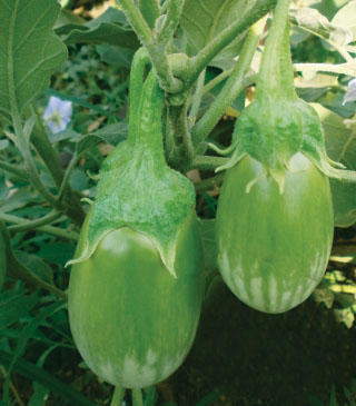 Brinjals