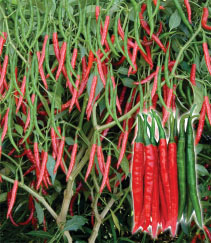 Chillies (Dry)