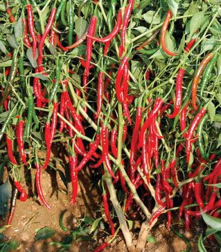 Chillies (Dry)