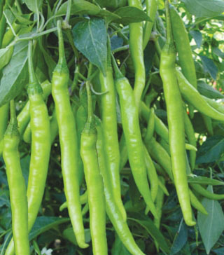 Chillies (Green)