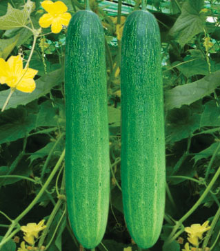 Cucumber