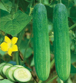 Cucumber