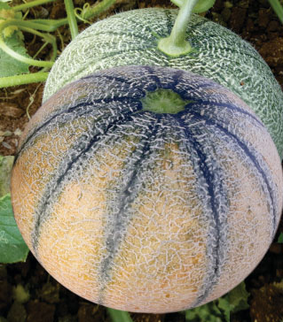 Muskmelon
