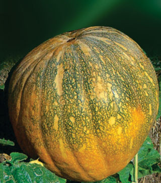 Pumpkin