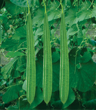 Ridgegourd