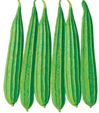 Ridgegourd