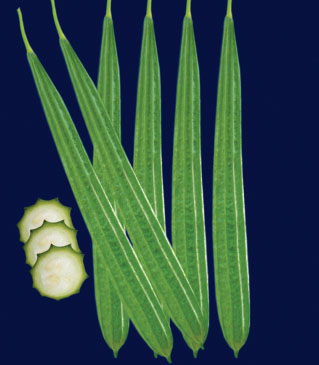 Ridgegourd