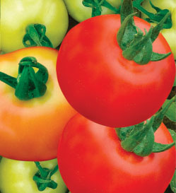 Tomato