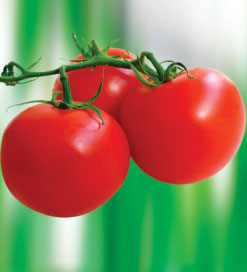 Tomato