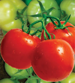 Tomato