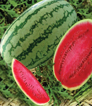 Watermelon