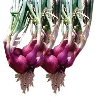 Onion
