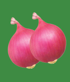 Onion