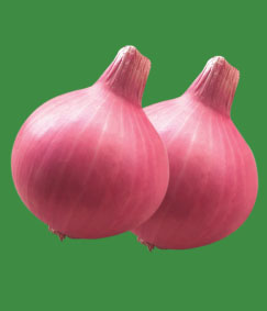 Onion